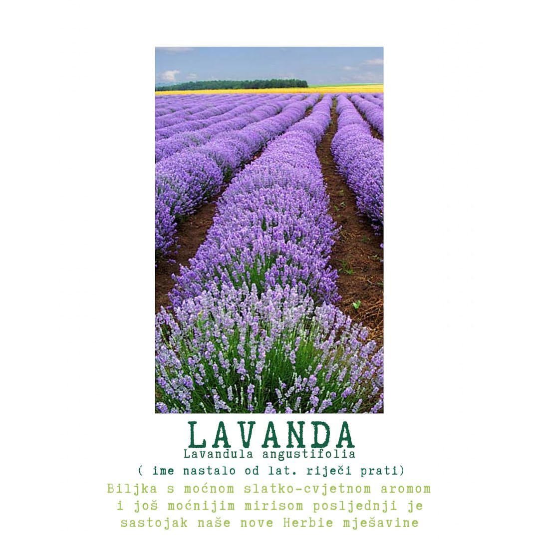 Što je lavanda? - Herbie